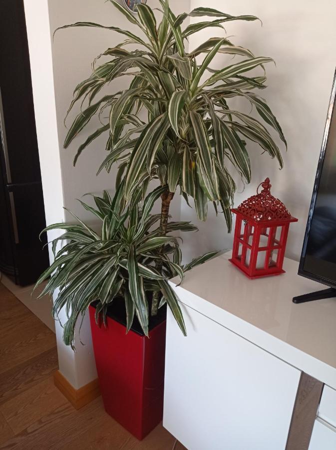 Apartment Red Lux
